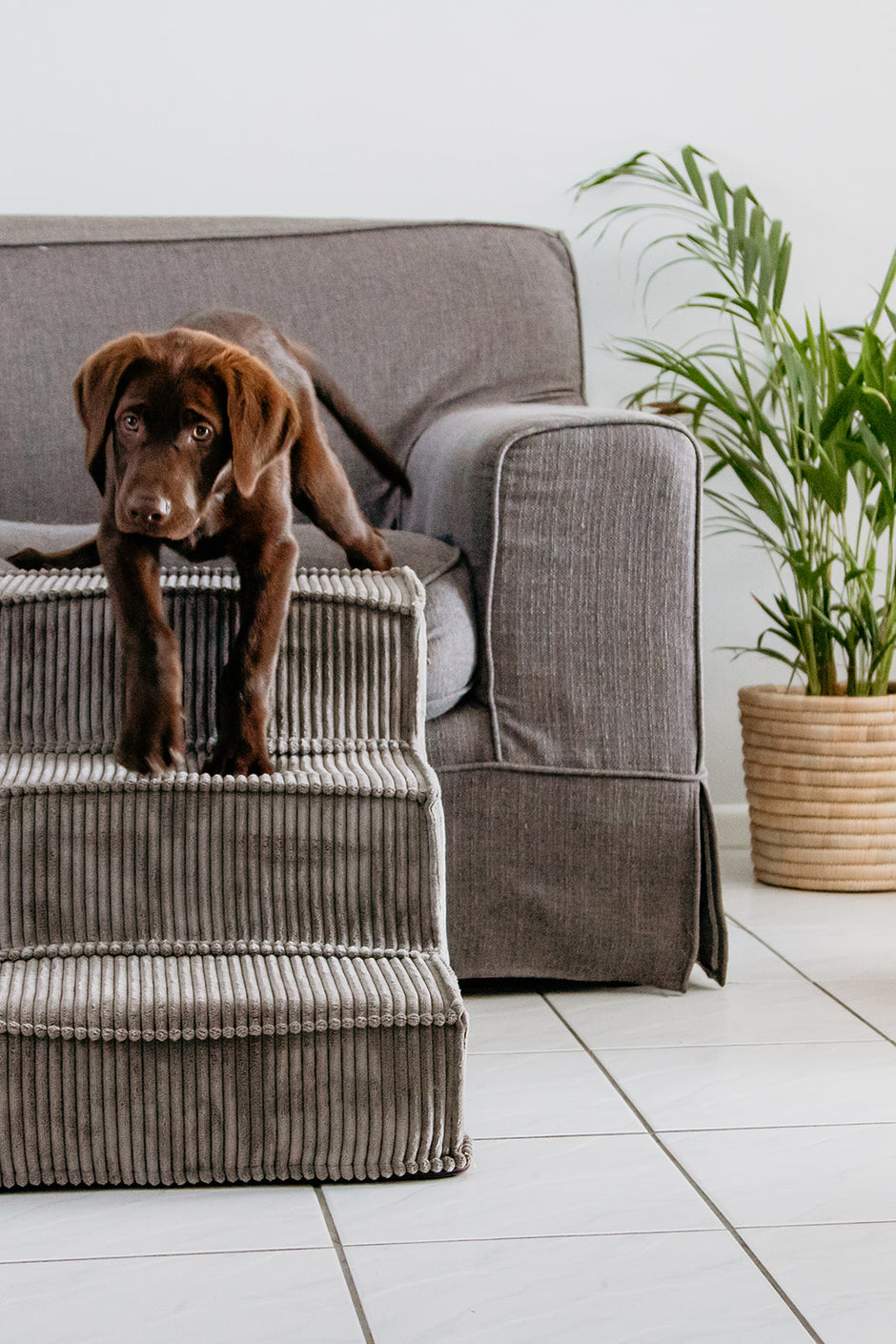 Lux Pets Olli and Rose